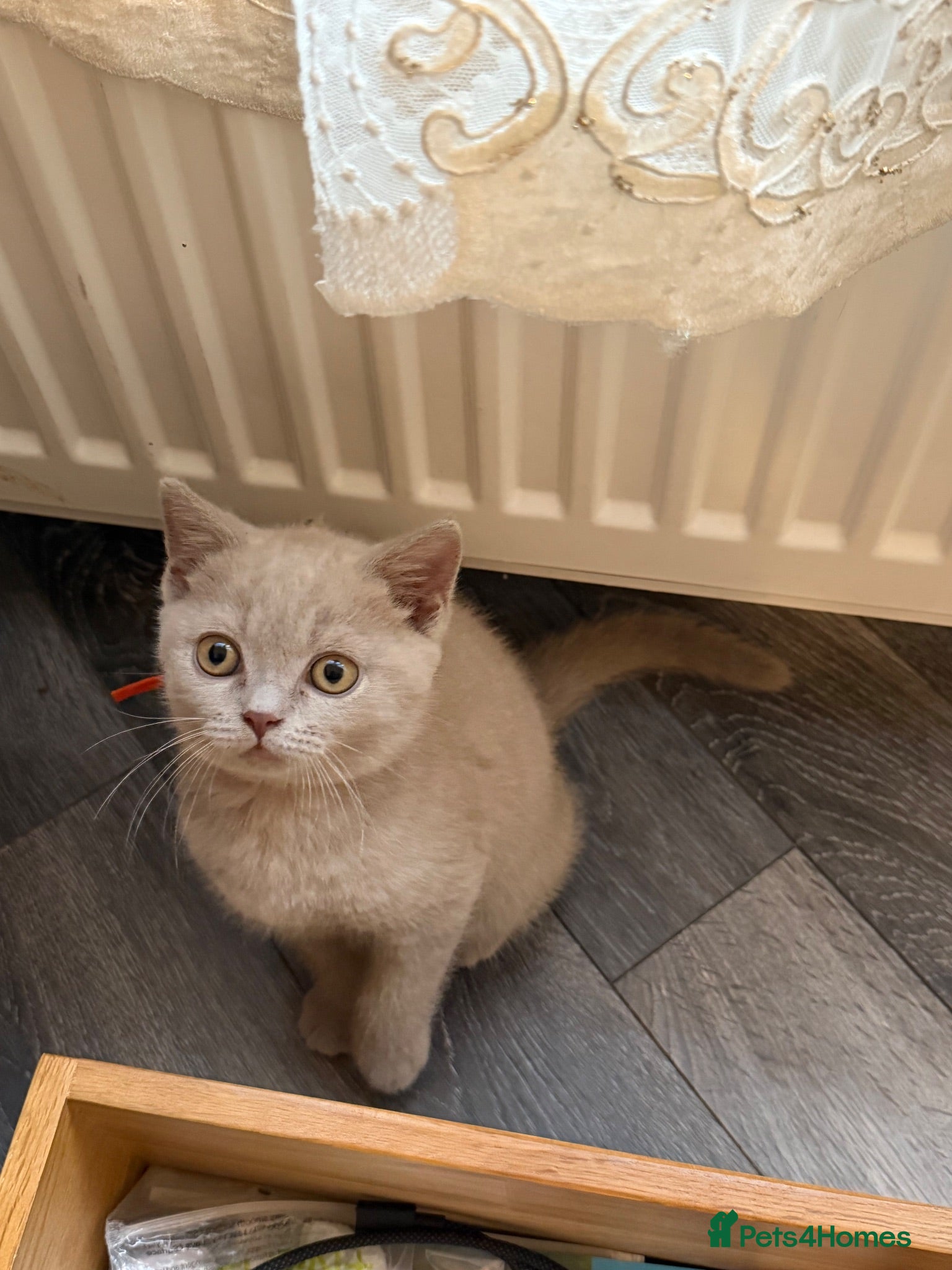 British Shorthair cats Tica registered BSH kittens - Advert 2