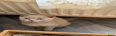 British Shorthair 3
