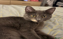 Mixed Breed cats for sale: 1 year old female cat - Image 1