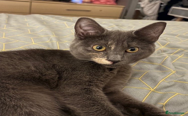Mixed Breed cats - Advert 10