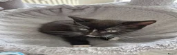 Mixed Breed cats for sale:  male kittens in Dumbarton - Advert 6