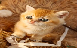 British Shorthair cats for sale: BSH Champion bloodlines TICA Kittens in Bedford - Image 10