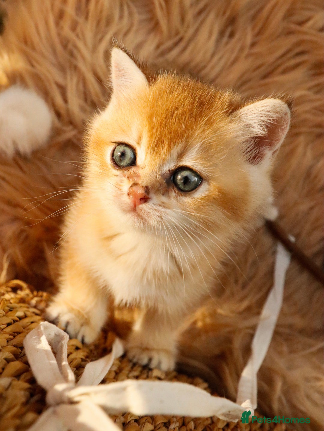 British Shorthair cats for sale: BSH Champion bloodlines TICA Kittens in Bedford - Image 10