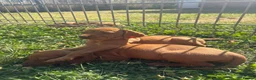 Hungarian Vizsla dogs for sale: 9 KC registered Hungarian Vizla puppies - Advert 12