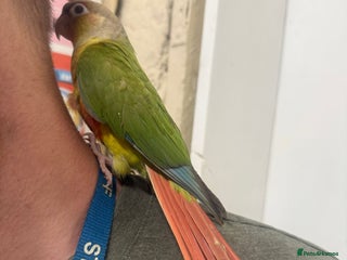 Parrots birds Parrots/ Parakeets Available - Advert 6