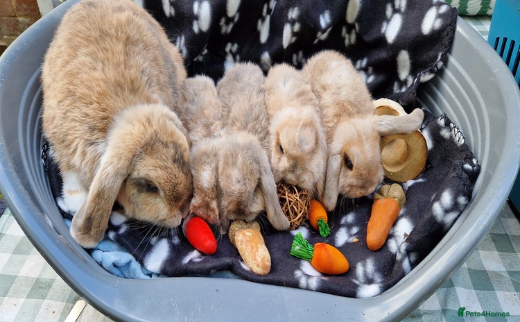 Mini Lop rabbits - Advert 1