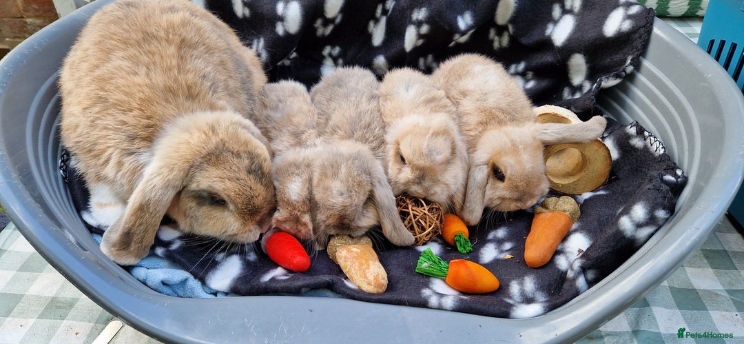 Mini Lop rabbits for sale: 4x Mini Lop Female Bunnies - Image 1