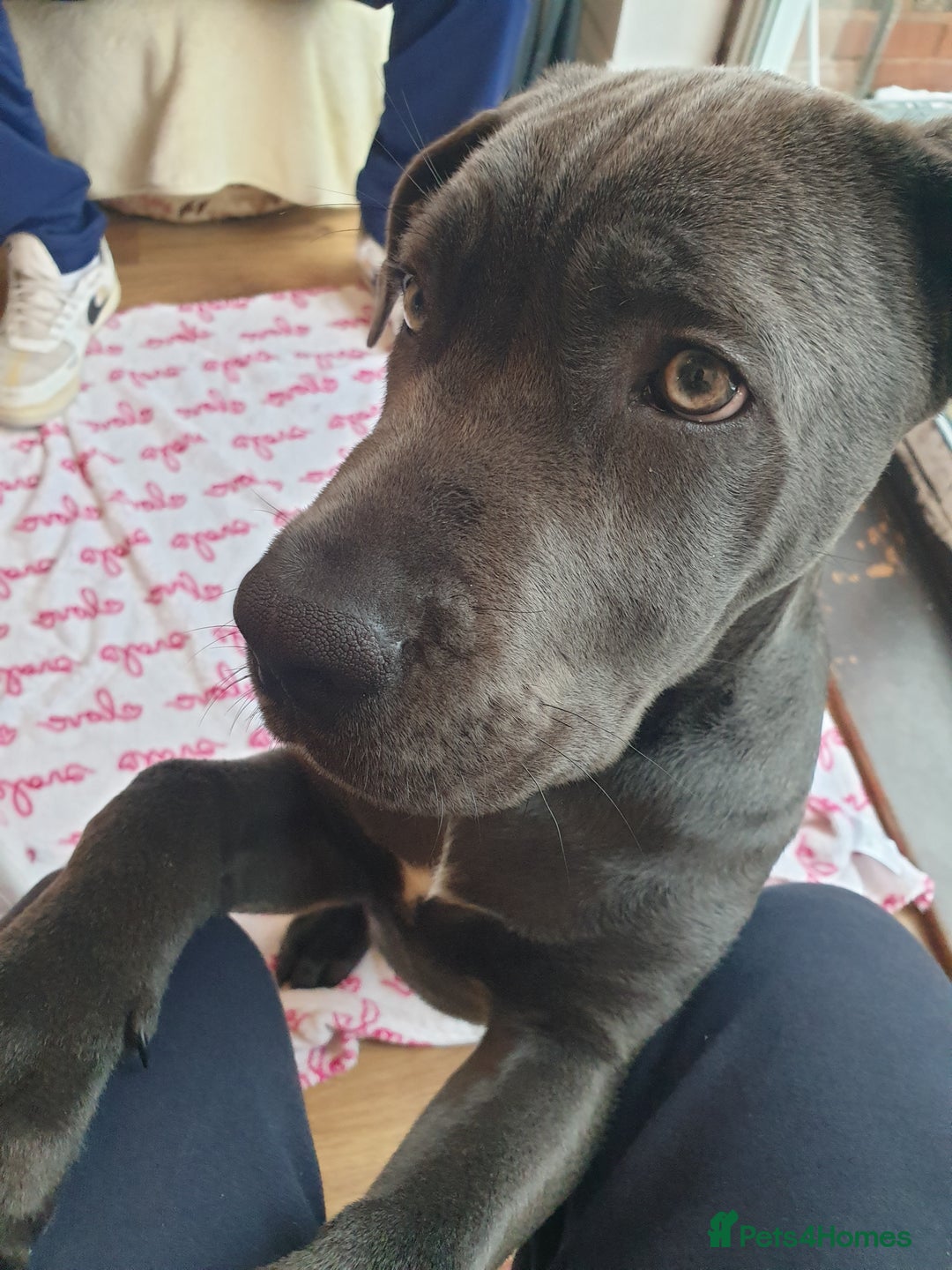 Cane Corso dogs for sale: Cane Corso puppy - Advert 1