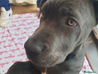 Cane Corso dogs Cane Corso puppy - Advert 2