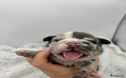 English Bulldog dogs for sale: 10 British Bulldog puppies 🐶  - Image 6
