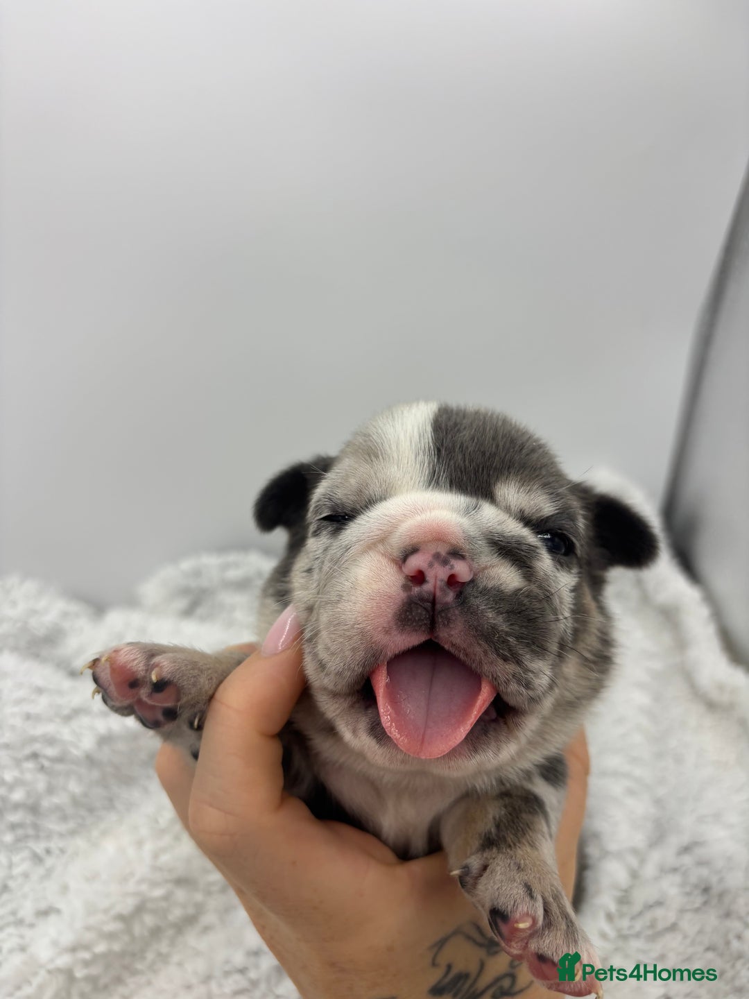 English Bulldog dogs for sale: 10 British Bulldog puppies 🐶  - Image 6
