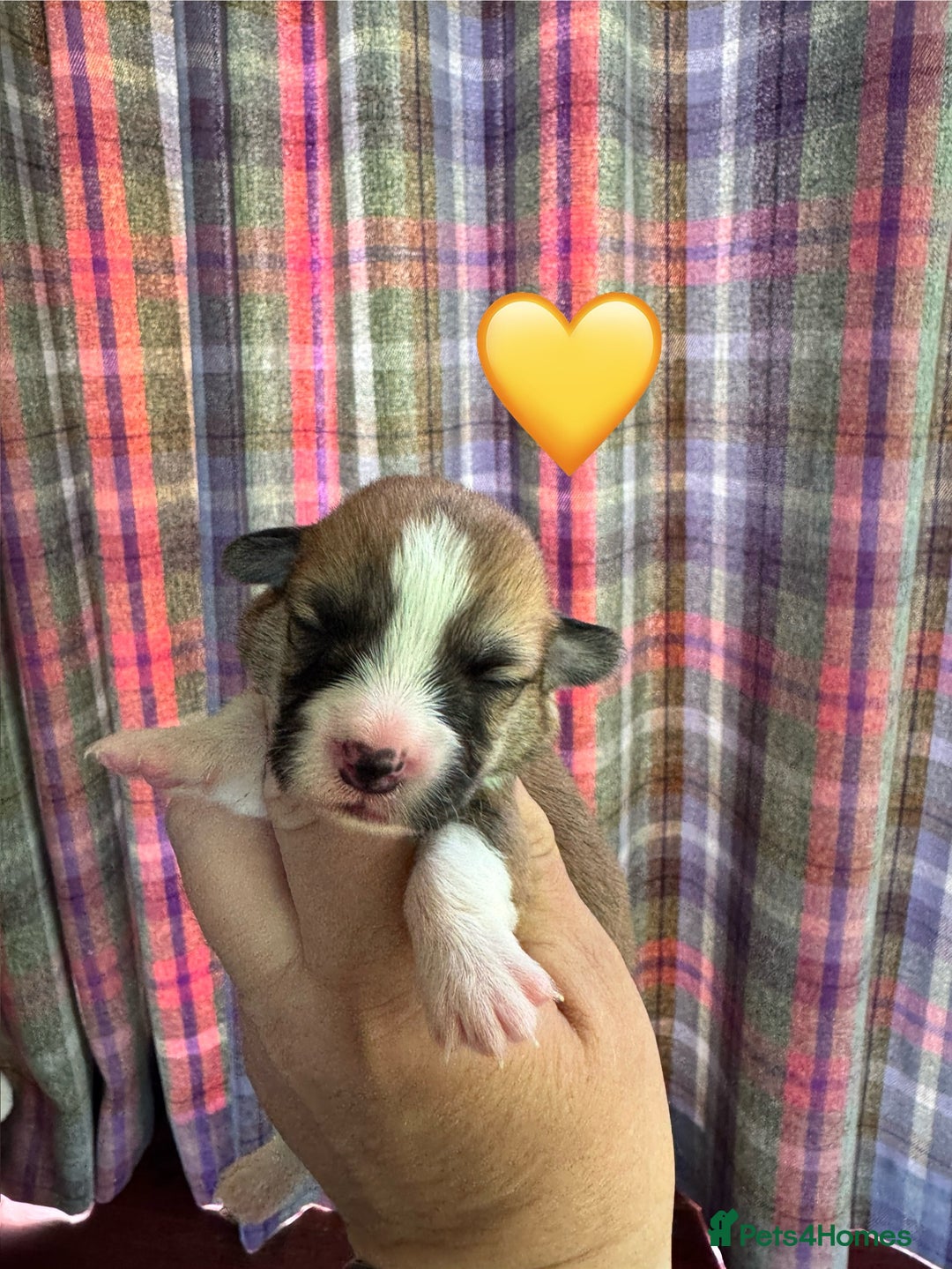 Welsh Corgi Pembroke dogs for sale: PEMBROKE CORGI PUPPIES  - they’ve arrived! - Image 6