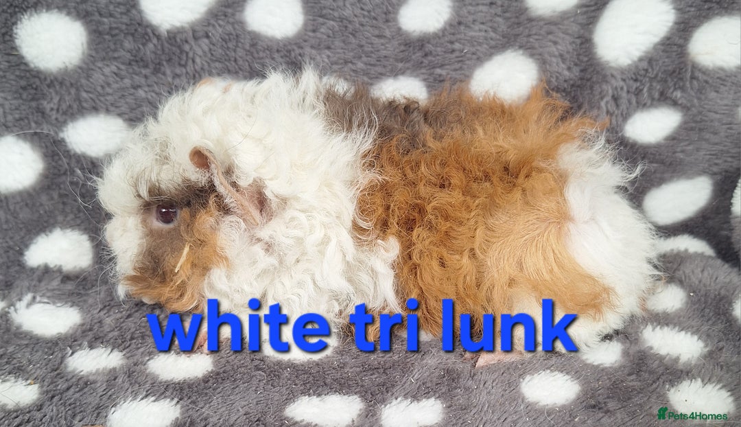 Guinea Pig rodents for sale: Baby male guinea pigs - Image 7