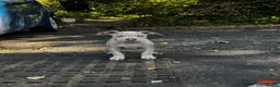 American Bulldog dogs for sale: Beautiful pocket bully  - Advert 1