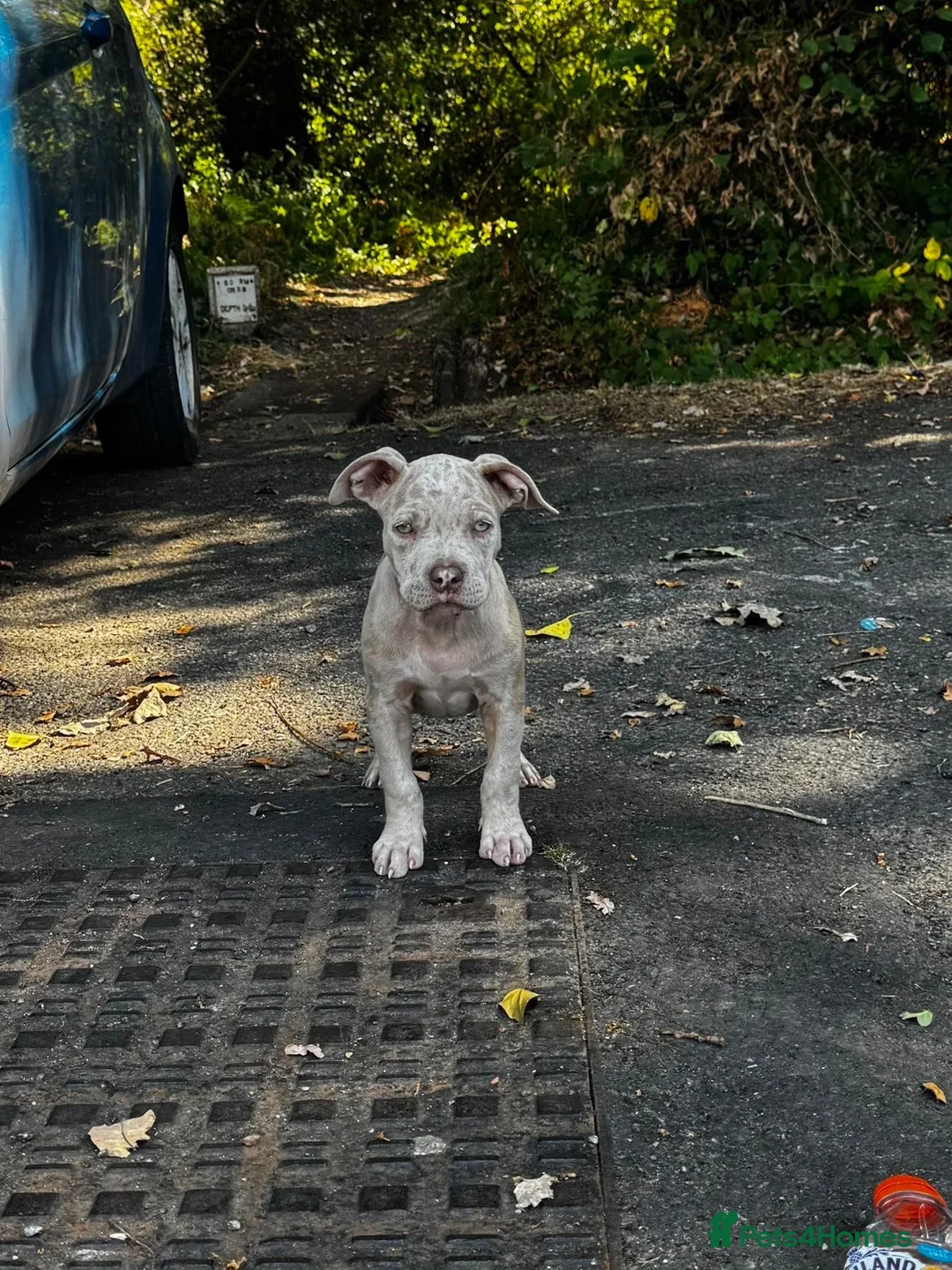 American Bulldog dogs for sale: Beautiful pocket bully  - Advert 1