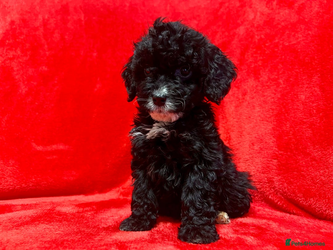 Cockapoo dogs for sale: 🐶 3 Left- Ready to Leave 🐶 - Advert 14