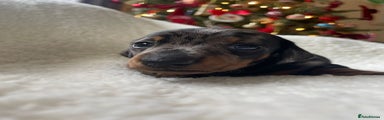 Miniature Dachshund Puppy 2