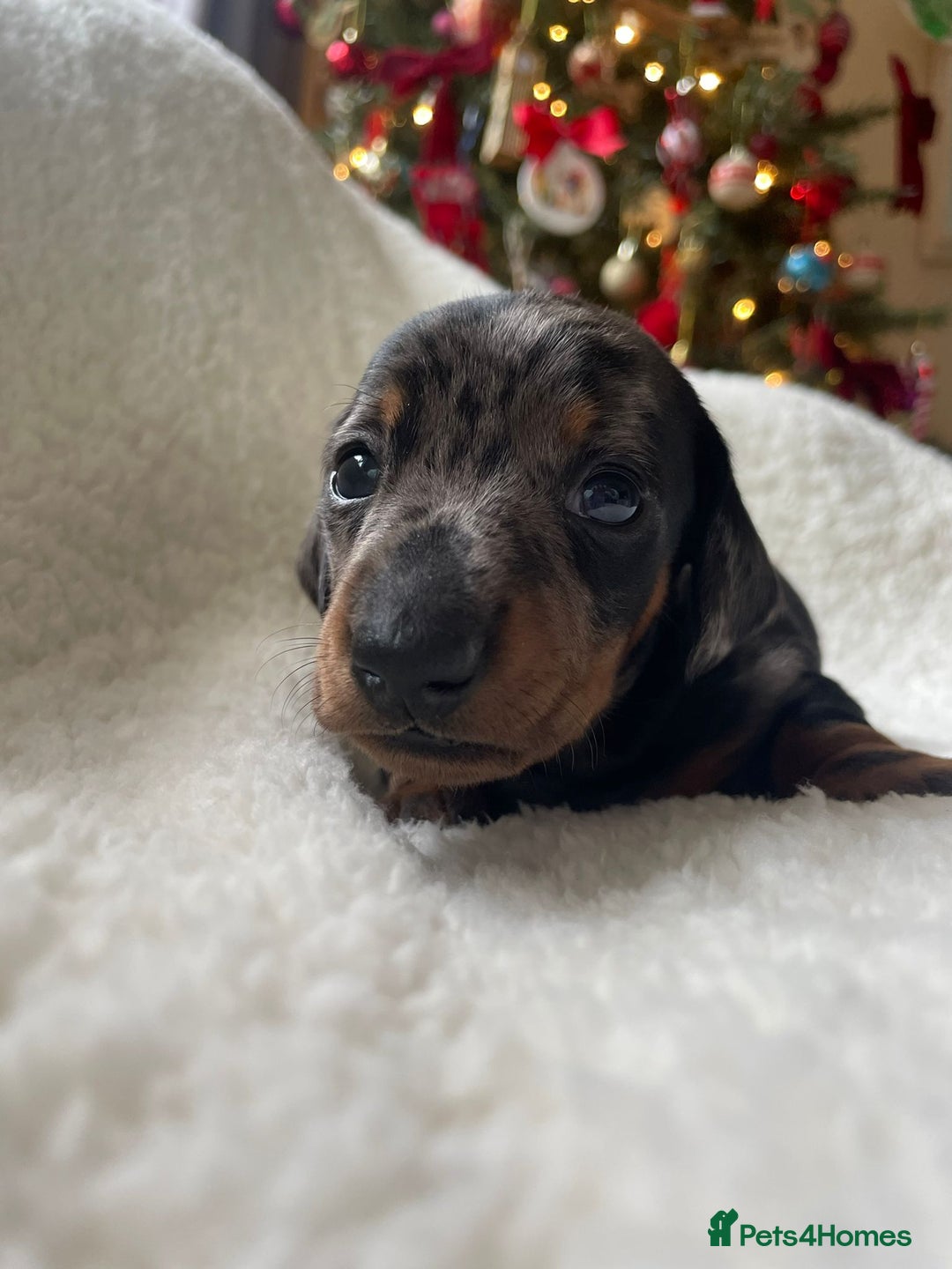 Miniature Dachshund dogs for sale: 🐾❤️ KC Reg Smooth Haired Miniature Dachshunds  - Advert 14