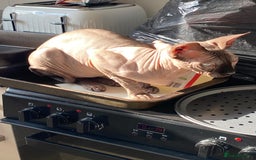 Sphynx cats for sale: Sphynx donskoy  - Image 3