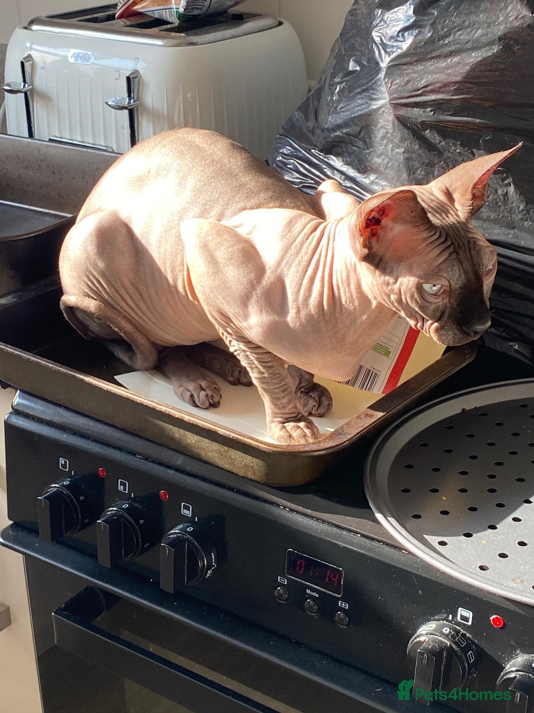 Sphynx cats for sale: Sphynx donskoy  - Image 3