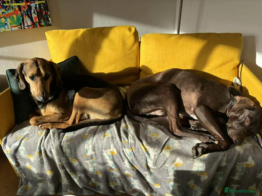 Mixed Breed dogs for adoption: Bonnie is a beautiful 4.5 year old Jura - Advert 3