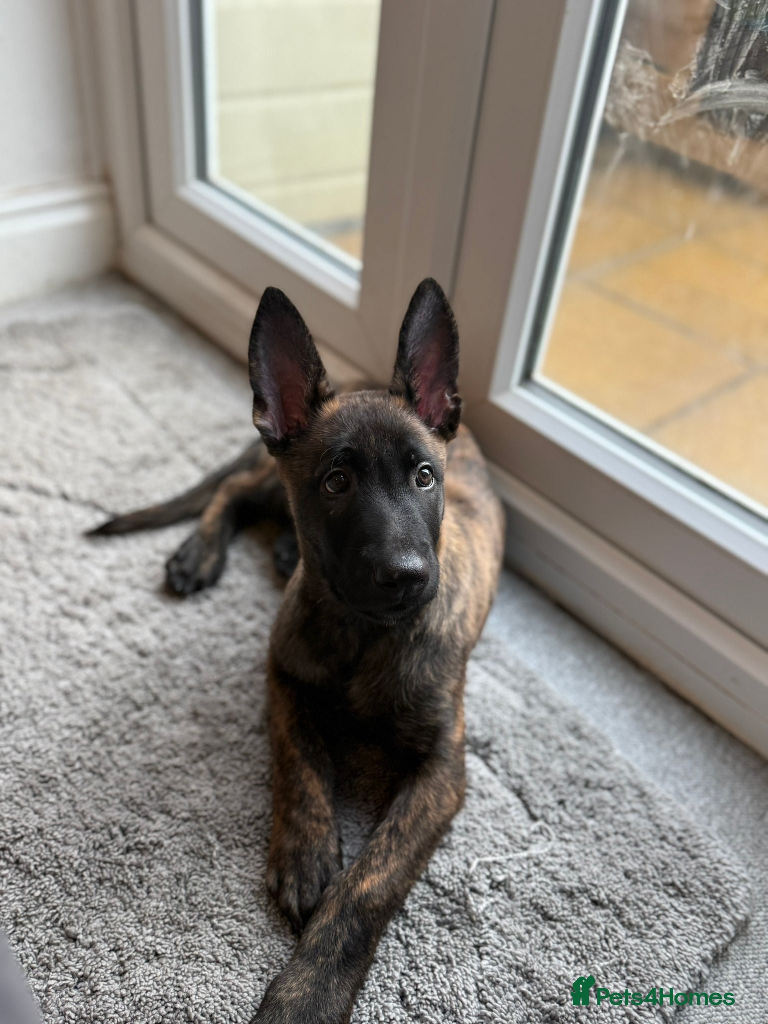 Belgian Shepherd Dog dogs Kruger 4 month old Dutch Herder  - Advert 17