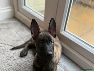 Belgian Shepherd Dog dogs Kruger 4 month old Dutch Herder - Advert 3