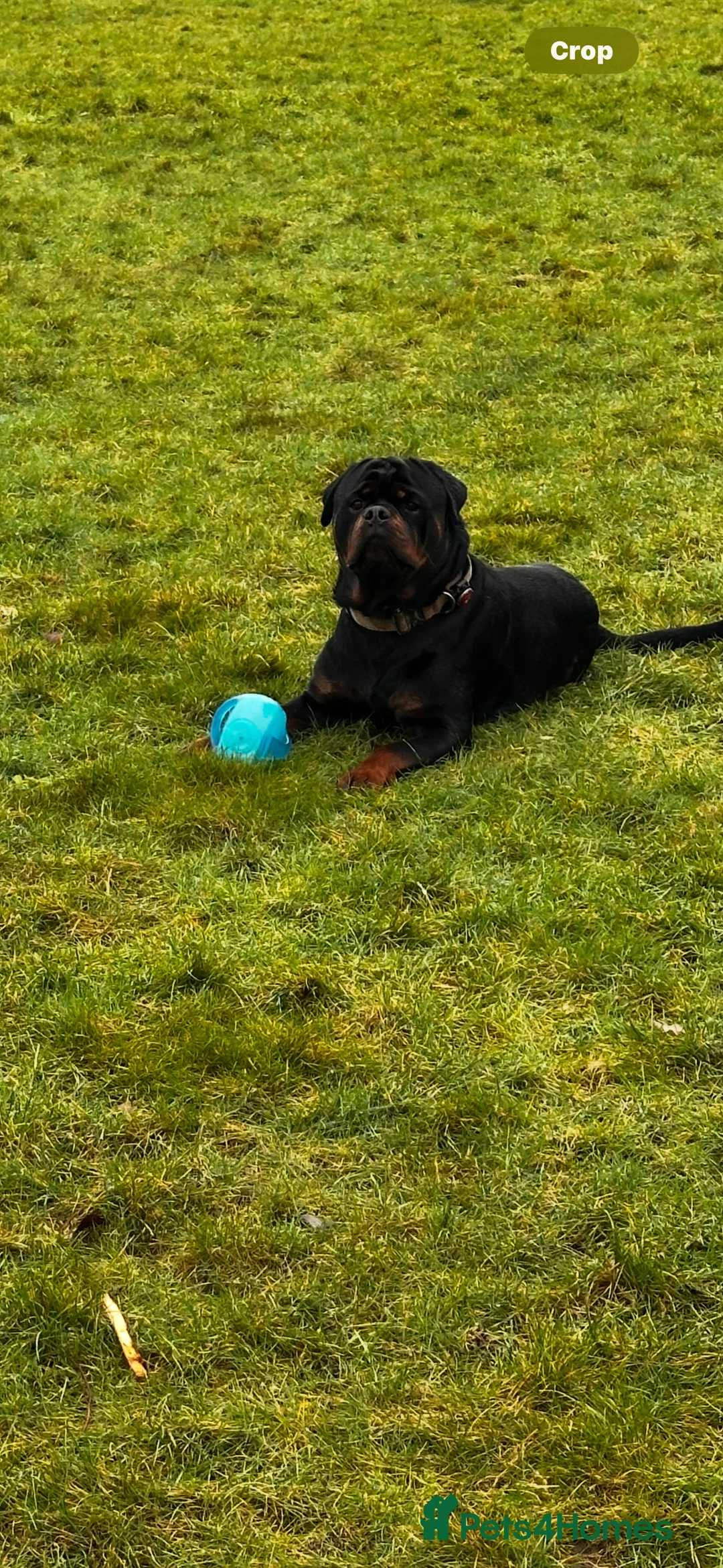Rottweiler dogs for sale: Beautiful Rottweiler pups - Advert 2