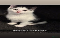 Maine Coon cats for sale: Beautiful Maine coon x kittens  - Advert 1