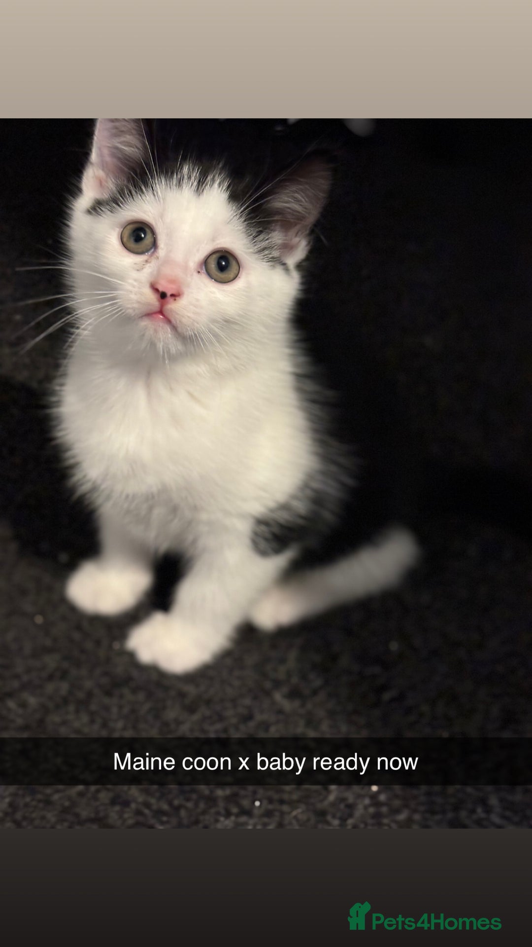 Maine Coon cats for sale: Beautiful Maine coon x kittens  - Advert 1