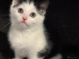 Maine Coon cats - Advert 13