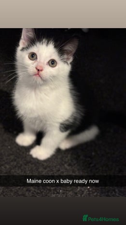 Maine Coon cats - Advert 10