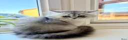 Persian cats for sale: Persian chinchilla/BSH kittens ready to leave ❤️ - Advert 12