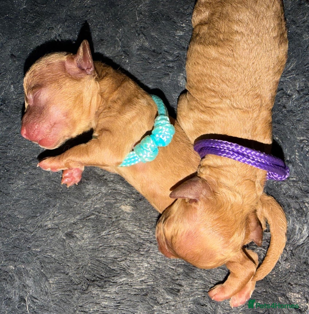 Toy Poodle dogs for sale: Adorable Tiny Toy Poodles - Advert 12