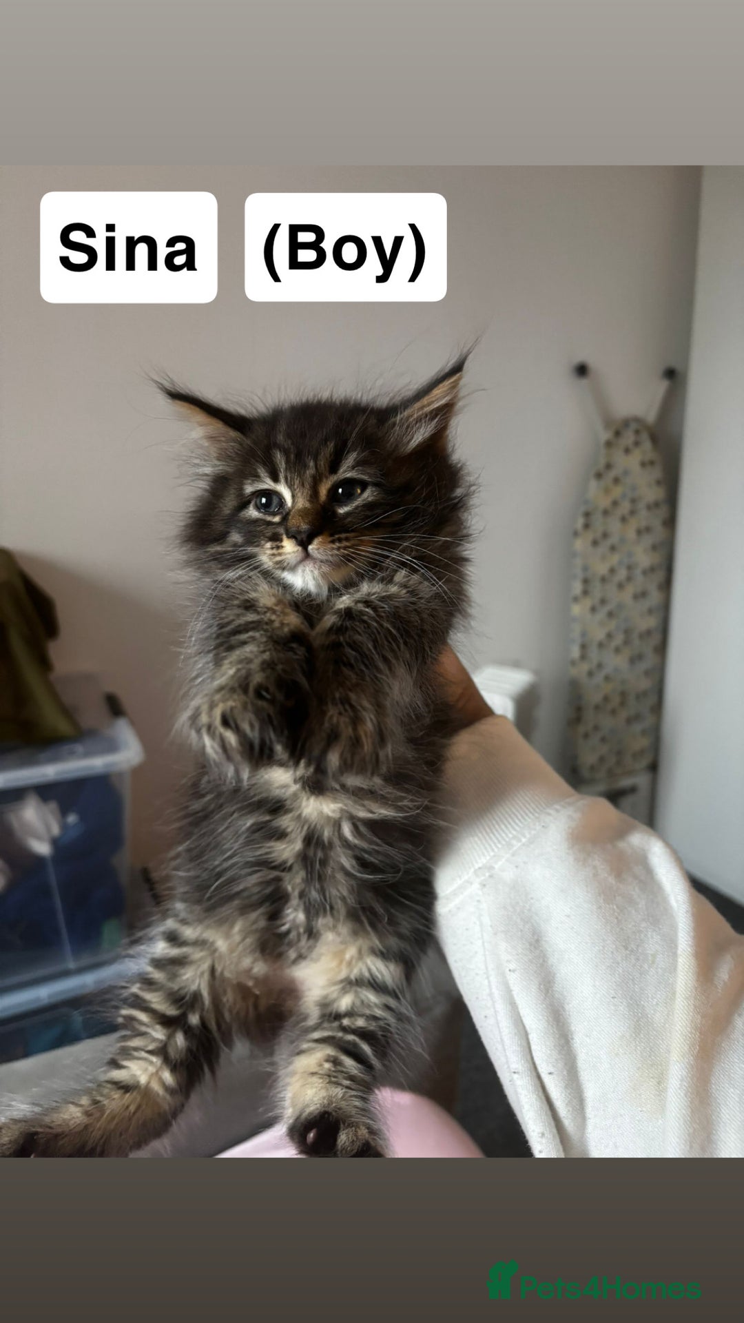 Maine Coon cats for sale: Mixed Main coon kittens available  - Advert 8