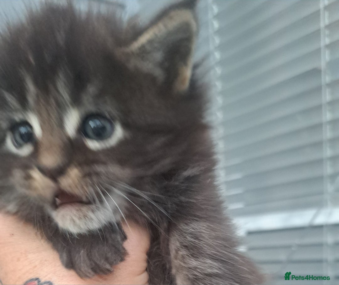 Maine Coon cats for sale: Pedigree maine coon kittens - Advert 7