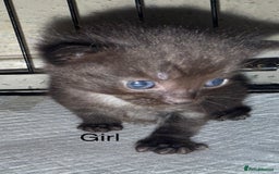 Mixed Breed cats for sale: 1 beautiful girl kitty left ready now - Image 5