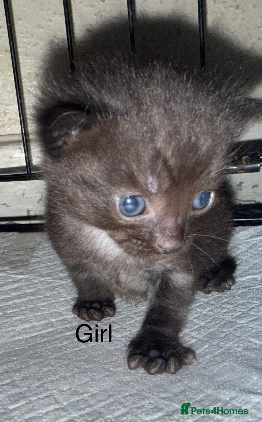 Mixed Breed cats for sale: 1 beautiful girl kitty left ready now - Image 5