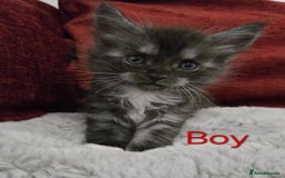 Maine Coon cats for sale: 1 Maine Coon kitten boy. - Image 17