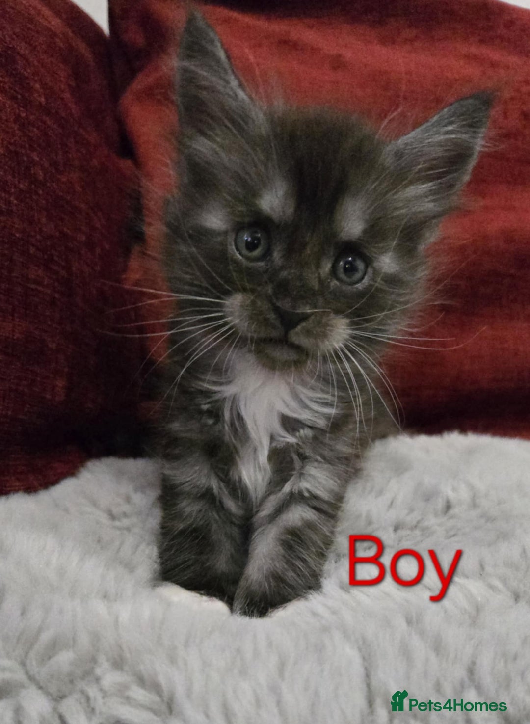 Maine Coon cats for sale: 1 Maine Coon kitten boy. - Image 17