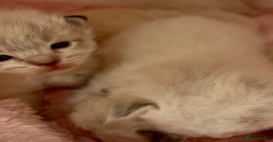 Ragdoll cats - Advert 7