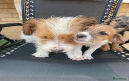 Jack Russell dogs for sale: Jack Russell Puppies  - Image 4
