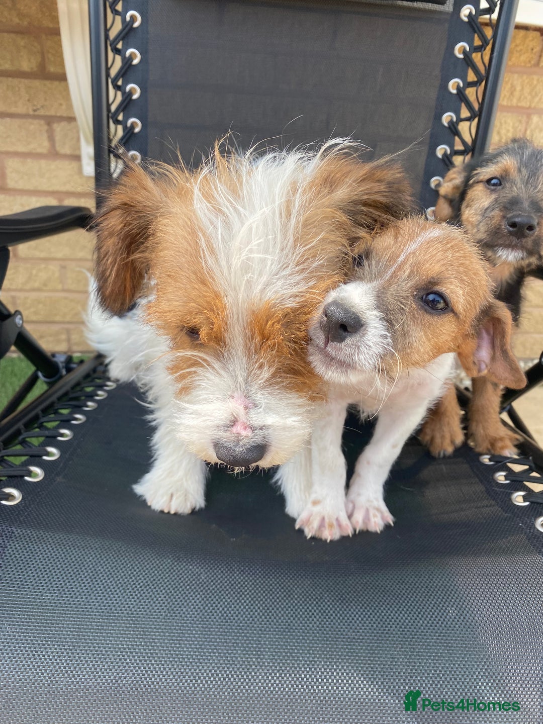 Jack Russell dogs for sale: Jack Russell Puppies  - Image 4
