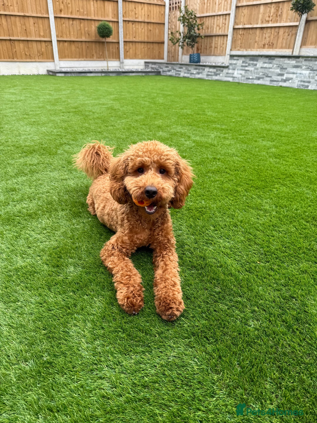 Miniature Poodle dogs for sale: Loving Miniature Poodle - Advert 3