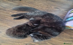 Mixed Breed cats for sale: Fluffy kittens - Image 6