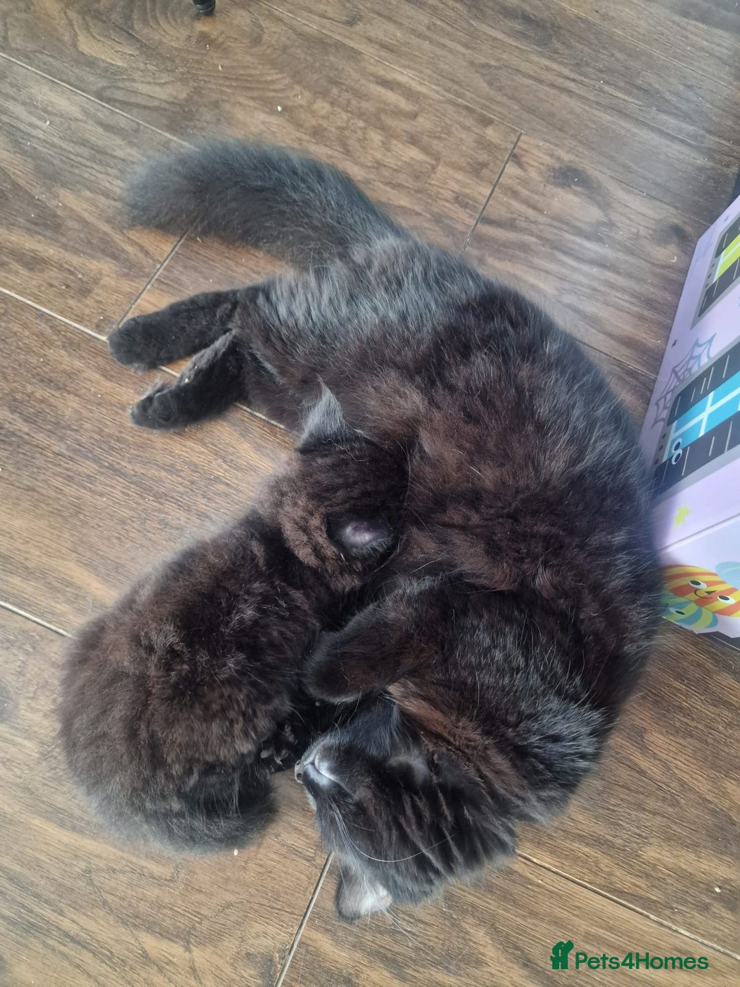 Mixed Breed cats for sale: Fluffy kittens - Image 6