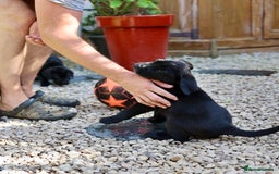 Cane Corso dogs for sale: Champion Lines Cane Corso puppies for sale - Image 7