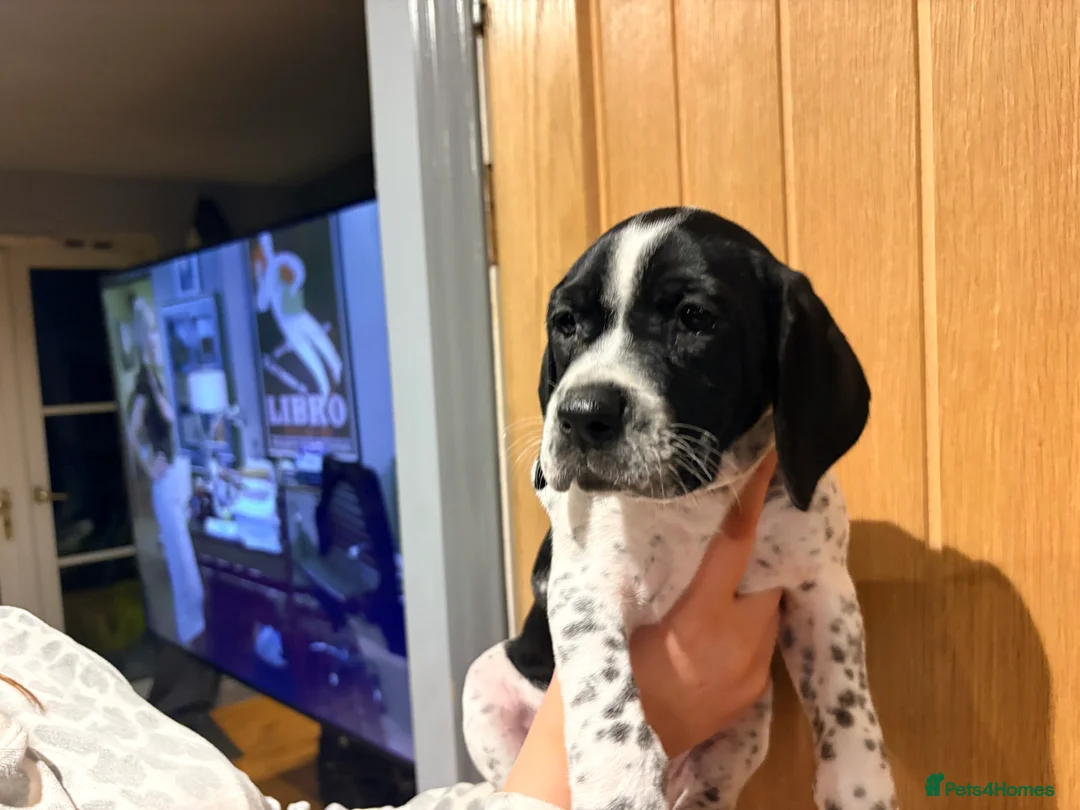 Pointer dogs for sale: Last gorgeous puppy looking for a loving home  - Advert 21