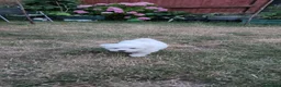Bichon Frise dogs for sale: Bichon maltese for sale - Advert 6