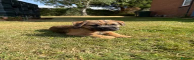 Border Terrier 1